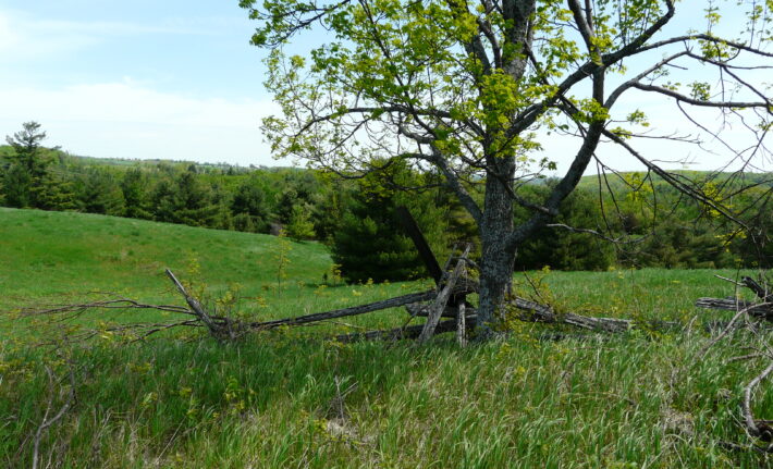 Anderville woods, a grassy meadow